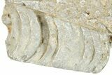 Ordovician Cephalopod Fossil - Ohio #270109-1